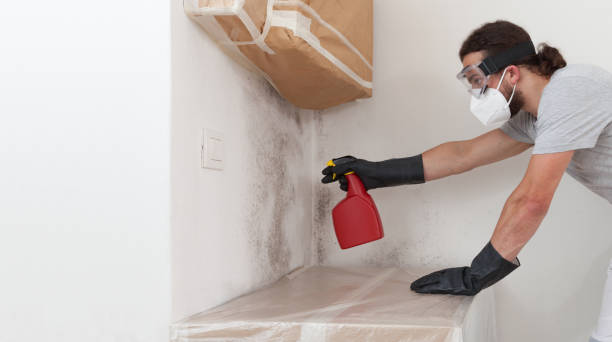 Professional Attic Mold Remediation technician working in Frederick, CO