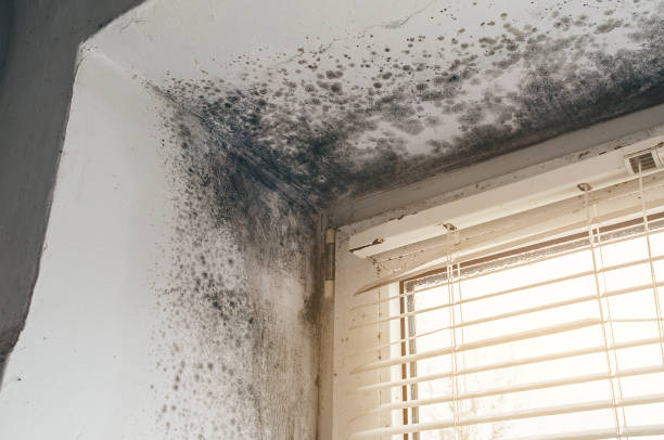 Affordable Attic Mold Remediation solutions in Frederick, CO