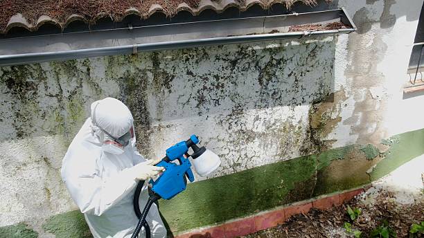Top rated local Attic Mold Remediation specialists in Frederick, CO